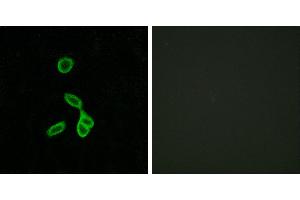 Peptide - +Immunofluorescence analysis of LOVO cells, using GALR1 antibody.