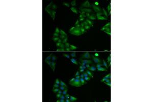 Immunofluorescence analysis of U2OS cells using TXN2 antibody. (TXN2 antibody  (AA 1-166))