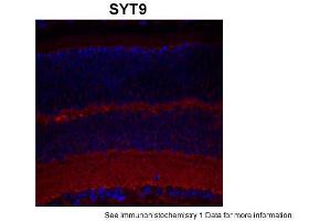 Sample Type: complete mouse retina sectionsRed: PrimaryBlue: DAPIPrimary Dilution: 1:200Secondary Antibody: Goat anti-Rabbit AF568 IgG(H+L)Secondary Dilution: 1:200Image Submitted by: David ZenisekYale University (SYT9 antibody  (Middle Region))