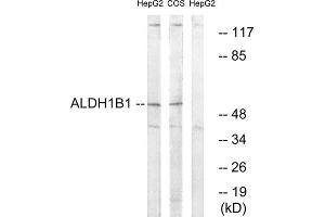 Western blot analysis of extracts from HepG2 cells and COS cells, using ALDH1B1 antibody. (ALDH1B1 antibody  (Internal Region))