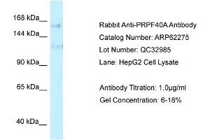 Western Blotting (WB) image for anti-PRP40 Pre-mRNA Processing Factor 40 Homolog A (PRPF40A) (C-Term) antibody (ABIN2789096) (PRPF40A antibody  (C-Term))