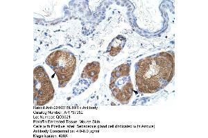 Mouse Skin (UBE2Z antibody  (N-Term))