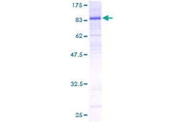 CDC25B Protein (AA 43-580) (GST tag)