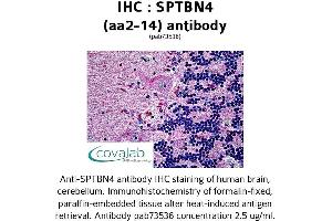 Image no. 1 for anti-Spectrin Beta, Non-Erythrocytic 4 (SPTBN4) (AA 2-14) antibody (ABIN1739626) (SPTBN4 antibody  (AA 2-14))