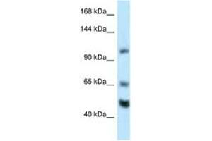 Image no. 1 for anti-RE1-Silencing Transcription Factor (REST) (AA 20-69) antibody (ABIN6747430) (REST antibody  (AA 20-69))