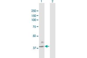 Western Blot analysis of F3 expression in transfected 293T cell line by F3 MaxPab polyclonal antibody. (Tissue factor antibody  (AA 1-295))