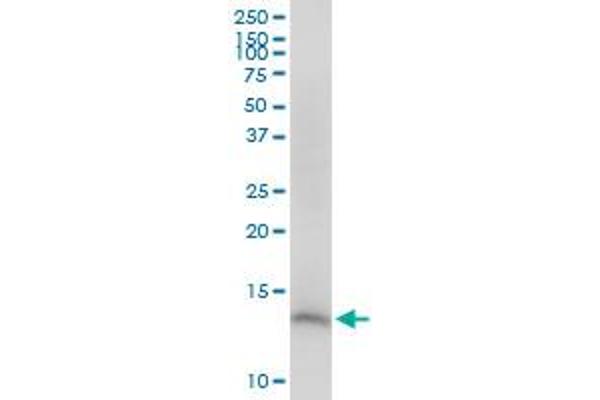 CDK2AP2 antibody  (AA 1-126)