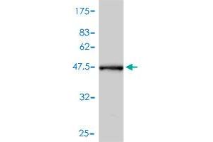 Western Blot detection against Immunogen (44. (CRYAB antibody  (AA 1-175))
