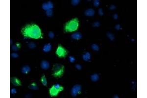 Immunofluorescence (IF) image for anti-Lipoprotein Lipase (LPL) (AA 28-475) antibody (ABIN1491320)