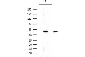 Western blot analysis of lysates from HUVEC cells, using Annexin VII Mouse Monoclonal Antibody at 1/1000 dilution.