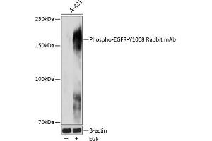Western blot analysis of extracts of A-431 cells, using Phospho-EGFR-Y1068 Rabbit mAb (ABIN7266986) at 1:1000 dilution. (EGFR antibody  (pTyr1068))