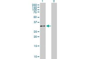 Western Blot analysis of WDR61 expression in transfected 293T cell line by WDR61 MaxPab polyclonal antibody. (WDR61 antibody  (AA 1-305))