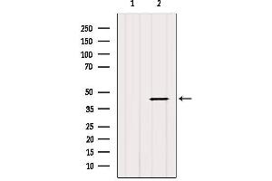 Western blot analysis of extracts from MCF7, using HSD17B2 Antibody. (HSD17B2 antibody  (C-Term))