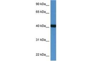 Image no. 1 for anti-Phosphotriesterase Related (PTER) (AA 63-112) antibody (ABIN6746949)