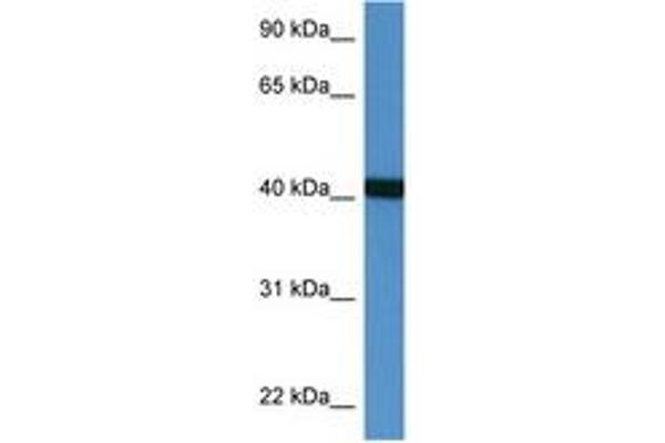 PTER antibody  (AA 63-112)