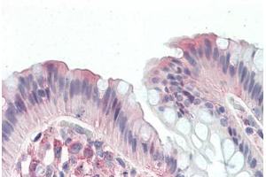 Anti-CD97 antibody  ABIN1048417 IHC staining of human colon.
