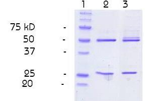 Purity control (SDS PAGE): Polyacrylamide gel 13,5 % under denaturated conditions. (Nitrotyrosine antibody)