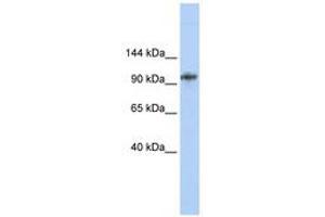 Image no. 1 for anti-Bobby Sox Homolog (BBX) (AA 720-769) antibody (ABIN6740329)