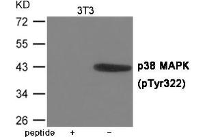 Western blot analysis of extracts from 3T3 cells using p38 MAPK (Phospho-Tyr322) Antibody. (MAPK14 antibody  (pTyr322))