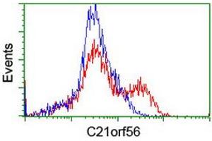 HEK293T cells transfected with either RC224562 overexpress plasmid (Red) or empty vector control plasmid (Blue) were immunostained by anti-C21orf56 antibody (ABIN2455751), and then analyzed by flow cytometry. (C21ORF56 antibody)