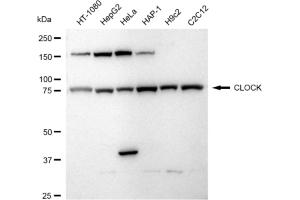Western blotting analysis using CLOCK antibody (ABIN7798099).