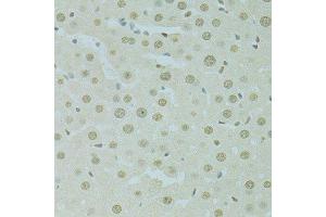 Immunohistochemistry of paraffin-embedded rat liver using SAFB antibody. (SAFB antibody  (AA 1-200))