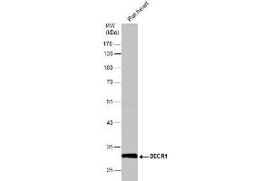 WB Image Rat tissue extract (50 μg) was separated by 10% SDS-PAGE, and the membrane was blotted with DECR1 antibody , diluted at 1:10000.
