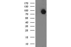 Image no. 1 for anti-Signal Transducer and Activator of Transcription 5A (STAT5A) antibody (ABIN1501190) (STAT5A antibody)