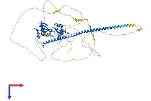 AlphaFold protein structure predicition of Human Recombinant SFPQ Protein, UniprotID P23246 (SFPQ Protein (AA 1-707) (His tag))