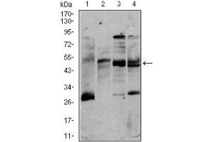 Western blot analysis using CD5 antibody against K562 (1), Jurkat (2), Raji (3), and MOLT4 (4) cell lysate.