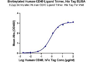 Immobilized Biotinylated Human CD40 Ligand Trimer, His Tag at 2 μg/mL (100 μL/well) on the streptavidin precoated plate (5 μg/mL). (CD40 Ligand Protein (CD40LG) (Trimer) (His-DYKDDDDK Tag,Biotin))