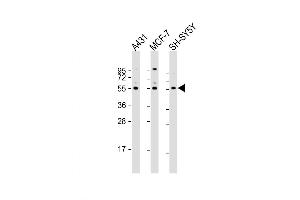 Western Blot at 1:2000 dilution Lane 1: A431 whole cell lysate Lane 2: MCF-7 whole cell lysate Lane 3: SH-SY5Y whole cell lysate Lysates/proteins at 20 ug per lane. (NEK3 antibody  (AA 331-361))
