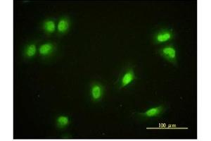 Immunofluorescence (IF) image for anti-Cryptochrome 1 (Photolyase-Like) (CRY1) antibody (ABIN781975) (CRY1 antibody)