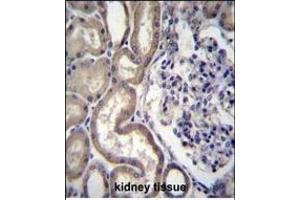 STIM2 Antibody (N-term) (ABIN656476 and ABIN2845756) immunohistochemistry analysis in formalin fixed and paraffin embedded human kidney tissue followed by peroxidase conjugation of the secondary antibody and DAB staining.