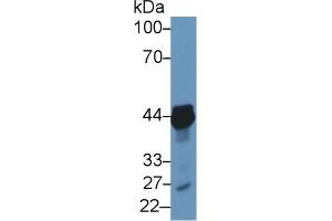 Detection of TACR2 in Porcine Heart lysate using Polyclonal Antibody to Tachykinin Receptor 2 (TACR2) (TACR2 antibody  (AA 92-290))