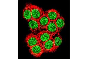 Confocal immunofluorescent analysis of XRCC6 Antibody (C-term) (ABIN651280 and ABIN2840167) with 293 cell followed by Alexa Fluor 488-conjugated goat anti-rabbit lgG (green). (XRCC6 antibody  (C-Term))