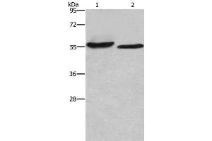 Western Blot analysis of SP20 cell and Mouse heart tissue using AMIGO2 Polyclonal Antibody at dilution of 1:615 (AMIGO2 antibody)