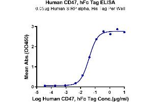 Immobilized Human SIRP alpha, His Tag at 0. (CD47 Protein (CD47) (AA 19-139) (Fc Tag))
