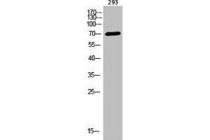 Western Blot analysis of 293 cells using Acetyl-BMAL1 (K538) Polyclonal Antibody (ARNTL antibody  (acLys538))