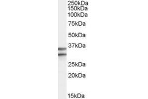 Western Blotting (WB) image for anti-G Protein-Coupled Receptor 3 (GPR3) (Internal Region) antibody (ABIN2466520) (GPR3 antibody  (Internal Region))