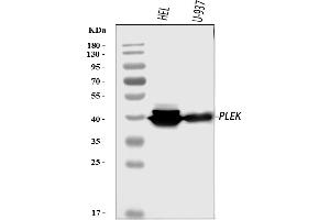 Western blot analysis of Pleckstrin/PLEK using anti-Pleckstrin/PLEK antibody (ABIN7601814).