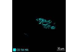 Immunofluorescence staining of human appendix tissue sample. (Recombinant CD56 antibody  (Extracellular Domain) (Atto 565))