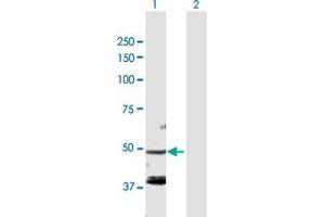 Western Blot analysis of FARS2 expression in transfected 293T cell line by FARS2 MaxPab polyclonal antibody. (FARS2 antibody  (AA 1-451))