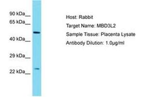 MBD3L2 Antikörper  (AA 79-128)