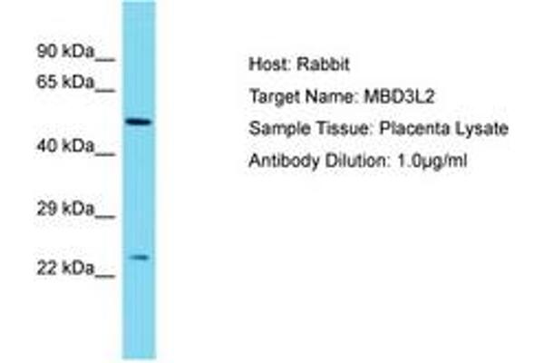 MBD3L2 anticorps  (AA 79-128)