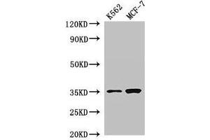 Western Blot Positive WB detected in: K562 whole cell lysate, MCF-7 whole cell lysate All lanes: EN2 antibody at 2. (EN2 antibody  (AA 1-251))