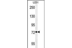 DEPDC1 Antibody (N-term) (ABIN651620 and ABIN2840329) western blot analysis in  cell line lysates (35 μg/lane). (DEPDC1 antibody  (N-Term))
