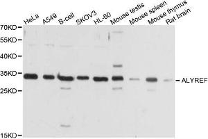 Western blot analysis of extracts of various cell lines, using ALYREF antibody. (THO Complex 4 antibody)