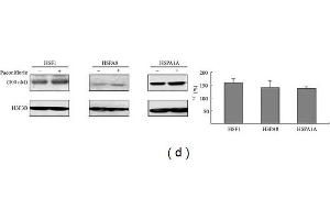 Enhancement of chaperone expression by paeoniflorin in 293 cells. (Histone H3.3B antibody  (full length))