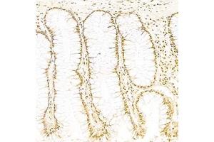 ISX antibody